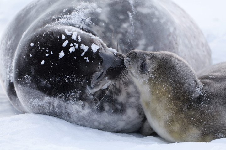 Weddell seal pup SeaBaby Sviatozarovych with his mom. (Source: Ukrainian National Antarctic Scientific Center) Weddell seal pup SeaBaby Sviatozarovych with his mom. (Source: Ukrainian National Antarctic Scientific Center)