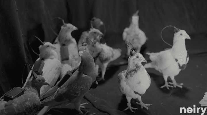Una bandada de palomas equipada con "mochilas" de interfaz neuronal durante las pruebas de biodrones de Neiry en Moscú. (Fuente: Neiry)
