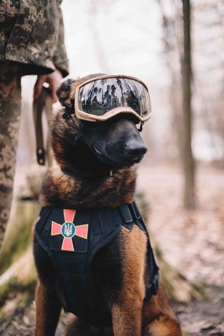 Sapper dog Almaz wearing protective glasses during demining operations in Kyiv region, Ukraine. (Source: Getty Images) Sapper dog Almaz wearing protective glasses during demining operations in Kyiv region, Ukraine. (Source: Getty Images)