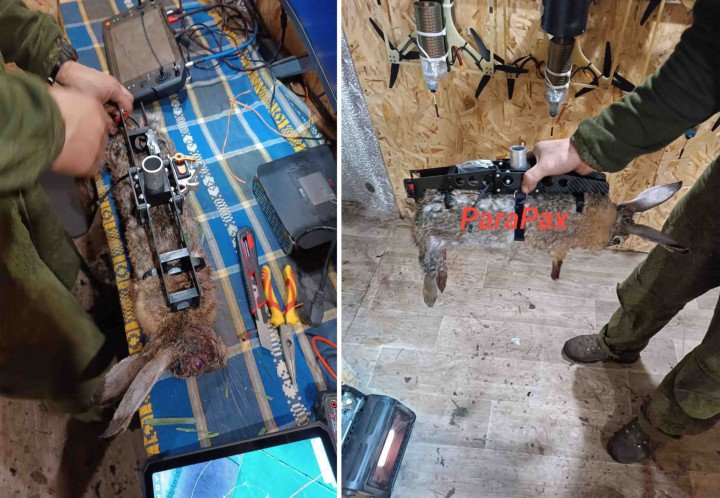 Russian personnel rig a hare carcass with a mounting system for drone deployment, turning it into a covert explosive payload. (Source: Para Pax) Russian personnel rig a hare carcass with a mounting system for drone deployment, turning it into a covert explosive payload. (Source: Para Pax)
