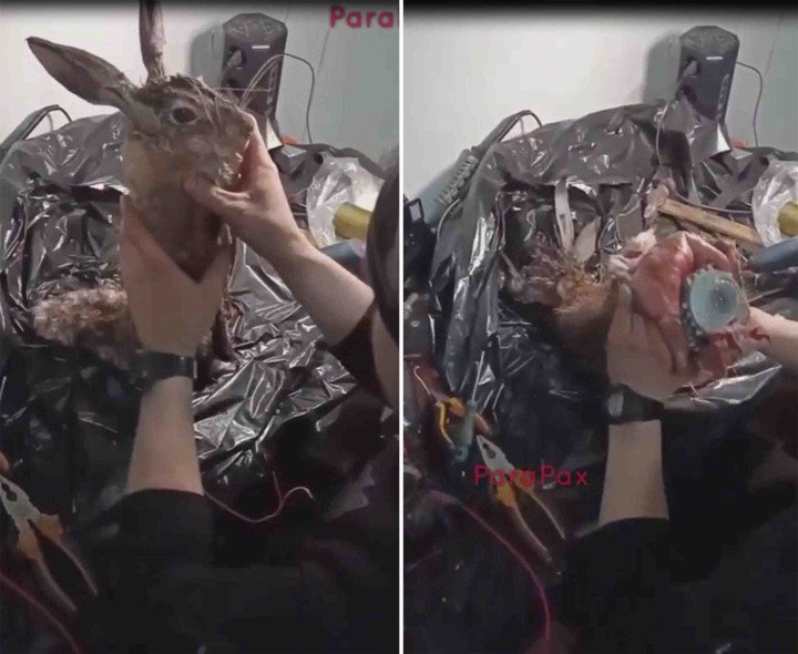 Captured footage shows the process of inserting explosive material into a hare’s body for use in drone attacks. (Source: Para Pax) Captured footage shows the process of inserting explosive material into a hare’s body for use in drone attacks. (Source: Para Pax)