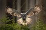 A great grey owl spreads its wings while swooping low over spruce branches in a forest. Illustrative photo. (Source: Depositphotos)