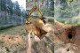 A tunnel to Lithuania from Belarus found by the State Border Guard Service of Lithuania. (Source: VSAT)
