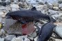 10 Dolphins Found Dead on Black Sea Coast After Russian Tanker Oil Spill