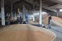 Workers shovel piles of grain in a granary on August 25, 2026 in Sumy region, Ukraine. Illustrative photo. (Source: Getty Images)