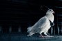 A white pigeon outfitted with a brain implant and miniature camera stands in a metal cage. The device includes a processor module and visible wiring, part of Russia’s experimental “bio-drone” project. (Photo: Neiry)