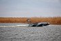 A Barracuda unmanned surface vessel during testing in southern Ukraine, March 30, 2026. (Source: Getty Images)