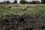 Illustrative image. Dead cows after shelling near a front line in eastern Ukraine on June 10, 2022.