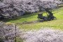 A Patriot Advanced Capability-3 (PAC-3) missile launcher is set next to fully bloomed cherry blossom trees at the Defence Ministry in Tokyo on April 1, 2026.