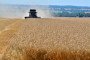 A grain field during the early harvest season in the Rostov region, southern Russia. (Source: Getty Images)