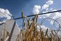 Wheat grows by pyramidal anti-tank obstacles and barbed wire in the field near Orikhiv, a city in the Polohy district, Zaporizhzhia region, Ukraine on July 8, 2025. (Source: Getty Images)