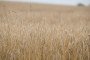 Barley grows in a field. (Source: Getty Images)